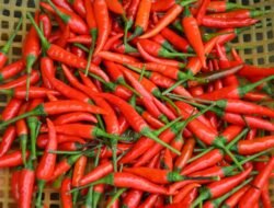 Harga Pangan Nasional Turun, Cabai hingga Beras Lebih Murah