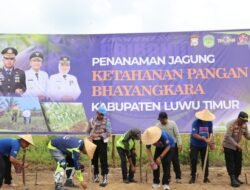 Kolaborasi Pemkab–Polres Lutim, Penanaman Jagung Perkuat Ekonomi Petani Lokal