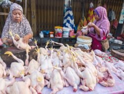 Jelang Idul Fitri, Pemerintah Pastikan Stok dan Harga Ayam Tetap Stabil
