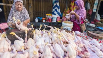 Jelang Idul Fitri, Pemerintah Pastikan Stok dan Harga Ayam Tetap Stabil