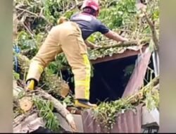 Damkar Lutim Lakukan Penanganan Intensif Pohon Tumbang di SMA Negeri 8