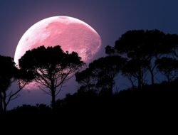 Pink Moon 1 April: Fenomena Astronomi yang Sarat Makna Ilmiah dan Budaya