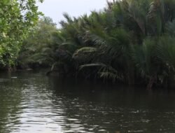 Tanggul TPI Turunan Bajo Rusak, Bupati Luwu Timur Turun Tinjau Lokasi Usai Aduan Warga