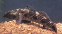 Mengenal Ikan Buttini Matano, Penjaga Ekosistem Danau Purba Simbol Edukasi Lingkungan