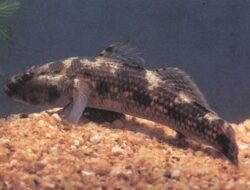 Mengenal Ikan Buttini Matano, Penjaga Ekosistem Danau Purba Simbol Edukasi Lingkungan