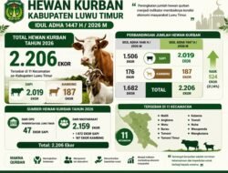 Jumlah Hewan Kurban di Luwu Timur Tembus 2.206 Ekor pada Idul Adha 1447 H