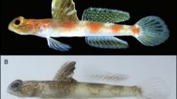 BRIN Temukan Spesies Baru Ikan Gobi di Banyuwangi, Diberi Nama Tomiyamichthys oriens