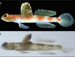 BRIN Temukan Spesies Baru Ikan Gobi di Banyuwangi, Diberi Nama Tomiyamichthys oriens
