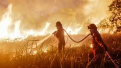 Menguak Karhutla di 6 Daerah, 108 Hektare Terbakar