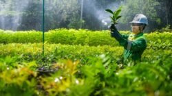 Ketika Nikel Menumbuhkan Hutan: Wajah Baru Hilirisasi Hijau dari Sorowako