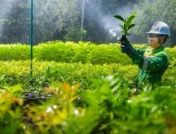 Ketika Nikel Menumbuhkan Hutan: Wajah Baru Hilirisasi Hijau dari Sorowako
