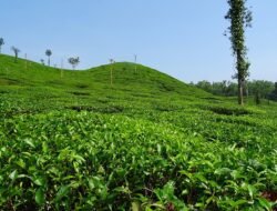 Bupati Lutim Mulai Rancang Kawasan Lada Terpadu di Loeha Raya